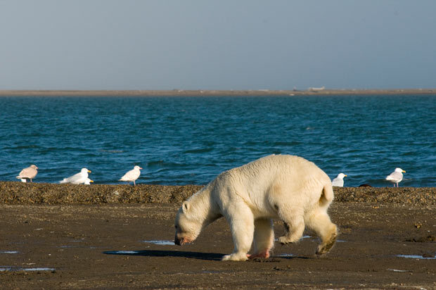 Guérison miracle pour un ours polaire blessé(2)