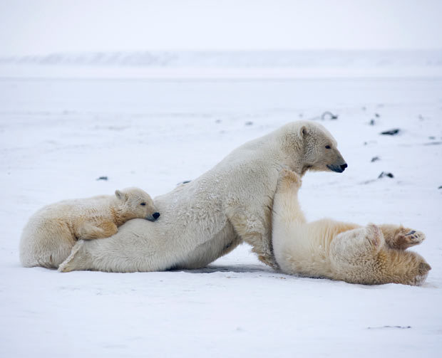 Guérison miracle pour un ours polaire blessé(3)