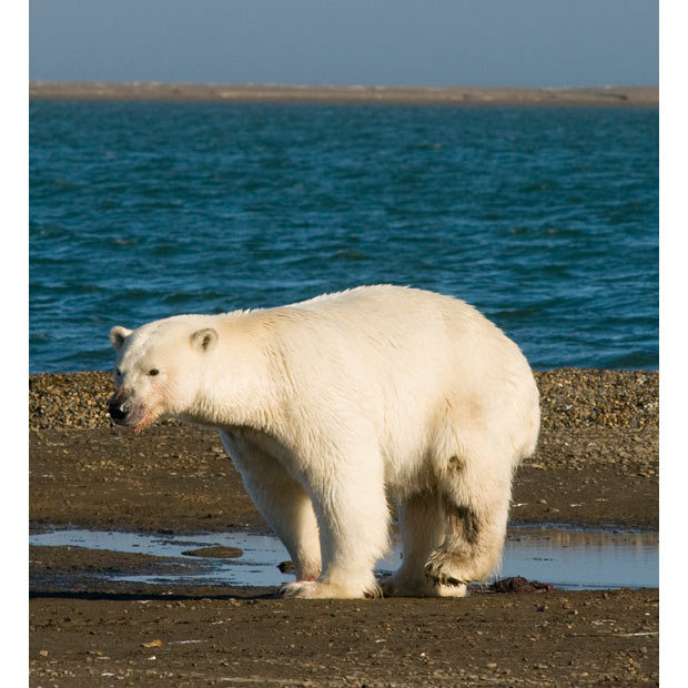 Guérison miracle pour un ours polaire blessé(4)