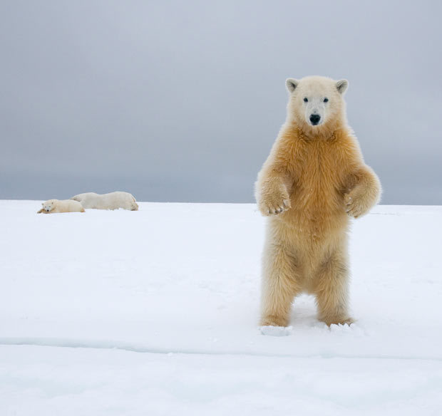 Guérison miracle pour un ours polaire blessé(6)