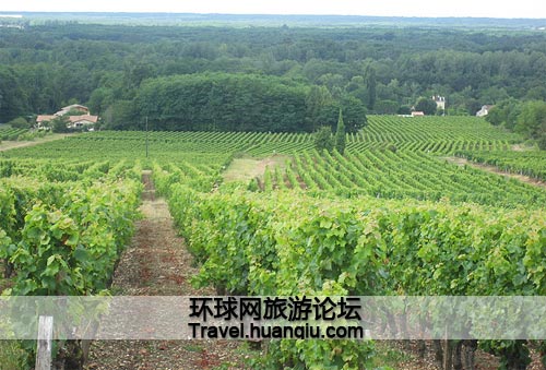 Les vignes