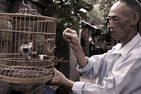 Élever des oiseaux, une activité populaire typique à Beijing