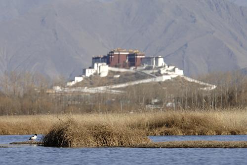  La zone humide de Lalu à Lhassa, avec en arrière-plan le palais du Potala. (Photo prise le 28 février)