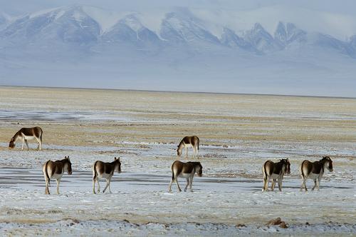 Des ânes sauvages cherchent de la nourriture dans la prairie de Qiangtang à Naqu. (Photo prise le 1er janvier)