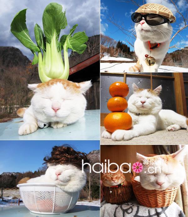 Maru, le chat japonais vedette d'internet(1)