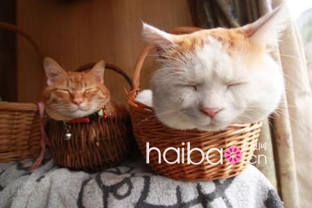 Maru, le chat japonais vedette d'internet(3)