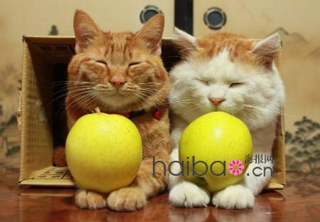 Maru, le chat japonais vedette d'internet(4)