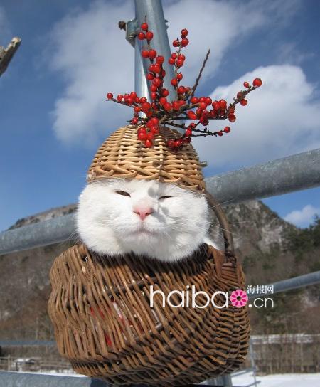 Maru, le chat japonais vedette d'internet(6)