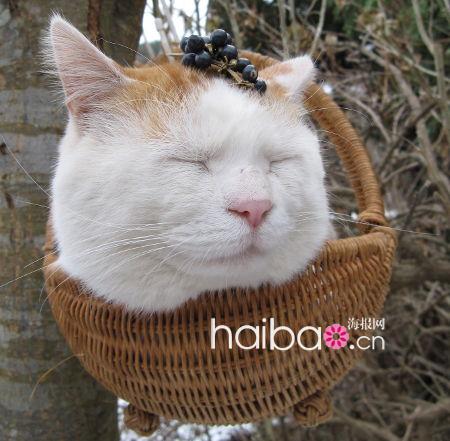 Maru, le chat japonais vedette d'internet(7)