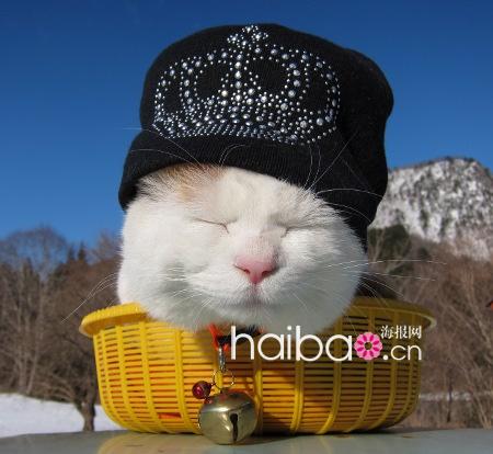 Maru, le chat japonais vedette d'internet(8)