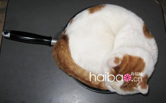 Maru, le chat japonais vedette d'internet(11)