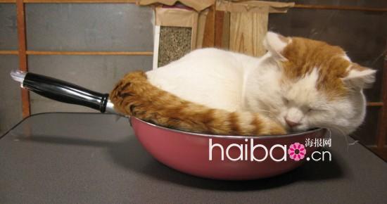 Maru, le chat japonais vedette d'internet(12)