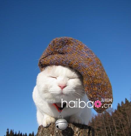 Maru, le chat japonais vedette d'internet(13)