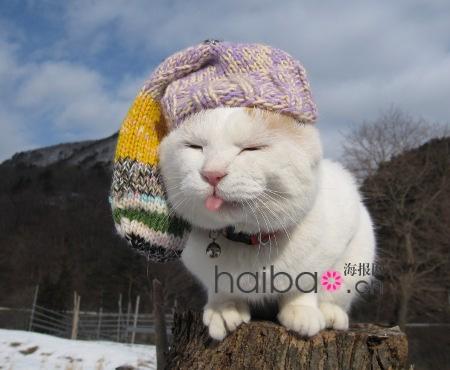 Maru, le chat japonais vedette d'internet(14)