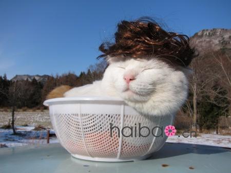 Maru, le chat japonais vedette d'internet(16)