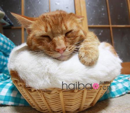 Maru, le chat japonais vedette d'internet(17)