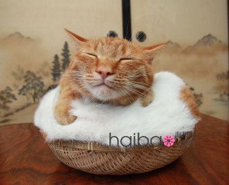 Maru, le chat japonais vedette d'internet(18)