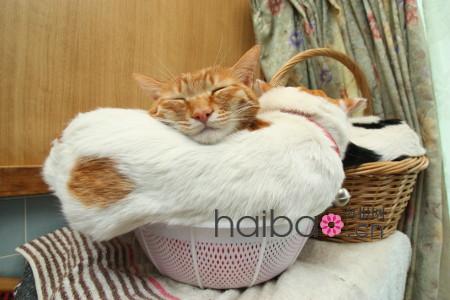 Maru, le chat japonais vedette d'internet(19)