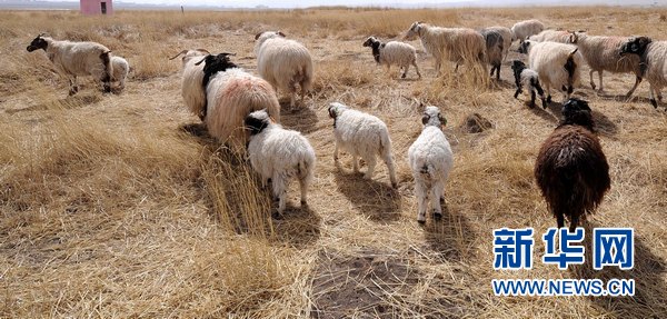 Un troupeau de moutons paissent sur la prairie de Jinyintan au bord du bourg de Xihai. (Photo prise le 24 mars)