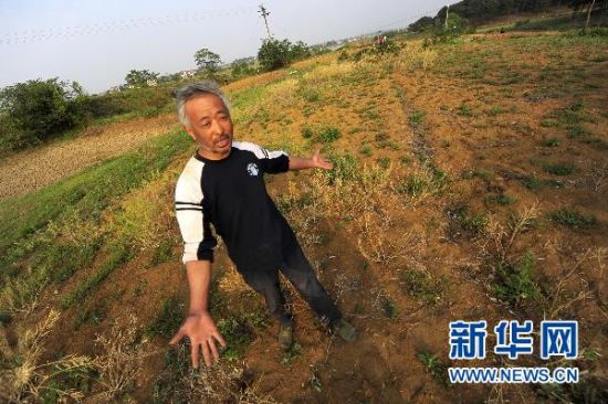 Les champs de colza de Huang Shenghua, villageois du district de Xiaochang dans le Hubei, n'ont presque rien généré.
