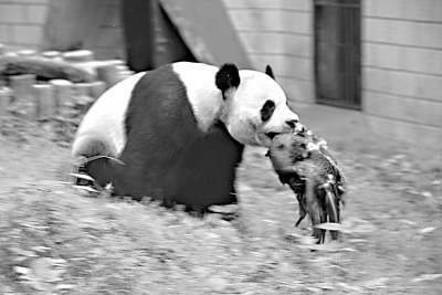 Un paon est tué par un panda dans un zoo chinois Un paon est tué par un panda dans un zoo chinois