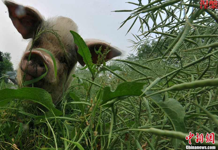 Le 8 mai 2011, Zhu Jiangqian (un porc puissant qui a été sauvé trente-six jours après le séisme) dans un musée local.