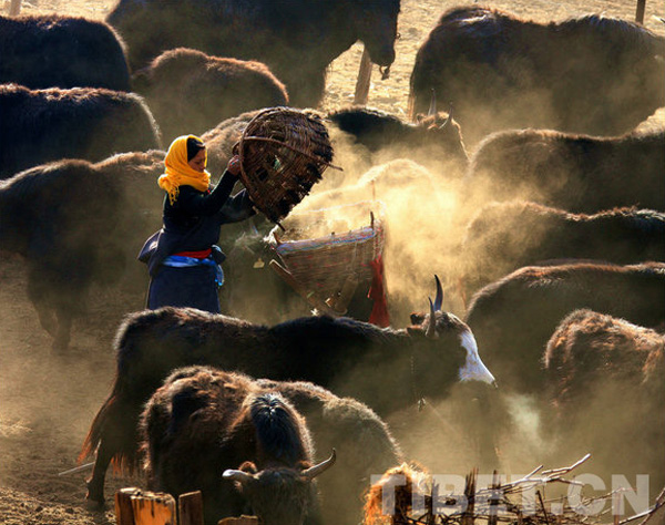 Exposition de photos sur la libération pacifique du Tibet à Beijing