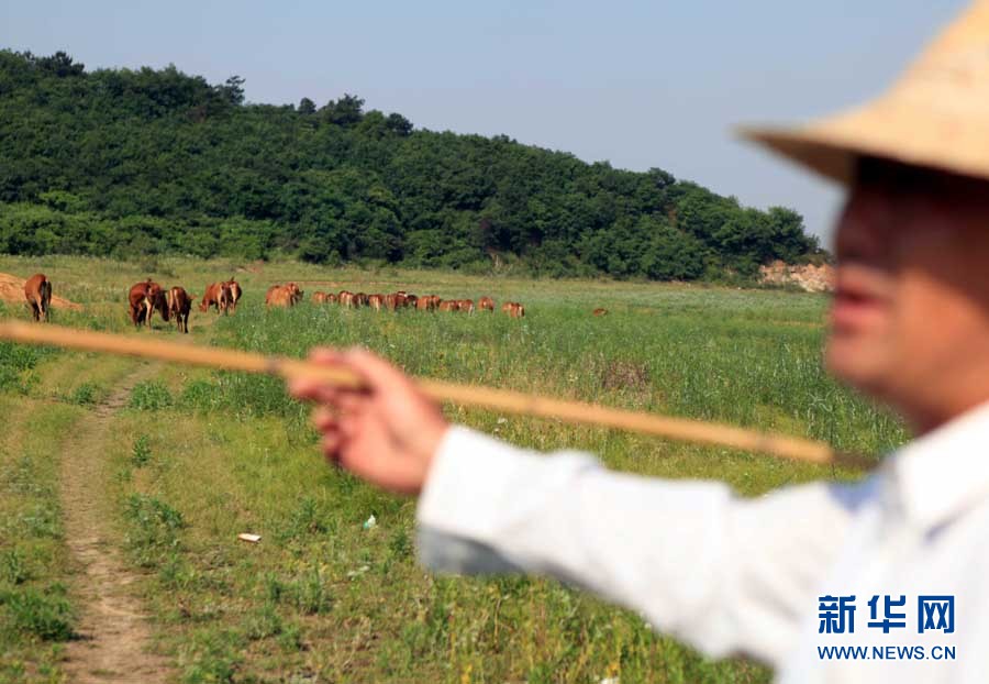 Le 28 mai, un agriculteur garde ses buffles sur le lit exposé et couvert d'herbe du lac Poyang.