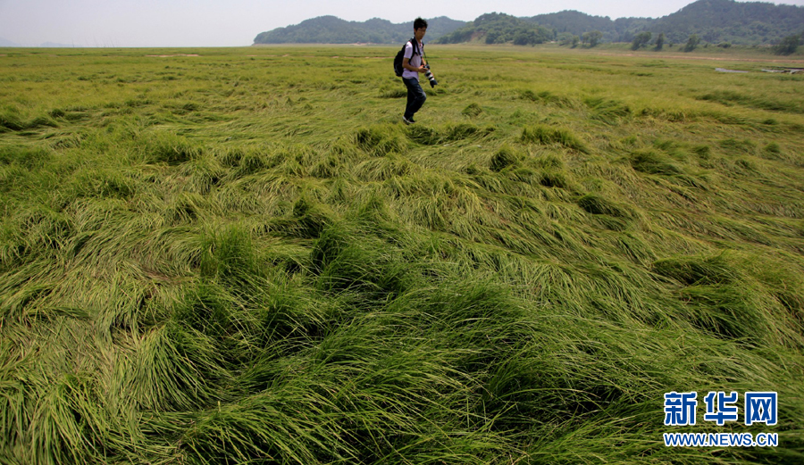 Le 28 mai, un photographe marche sur le lit exposé et couvert d’herbe du lac Poyang.