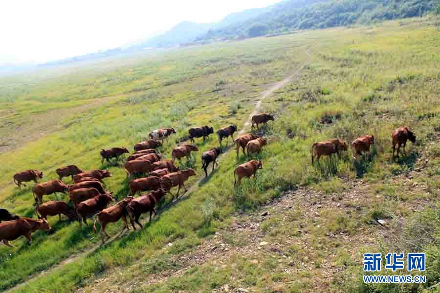 Le 28 mai, des buffles parcourent le lit exposé et couvert d'herbe du lac Poyang.