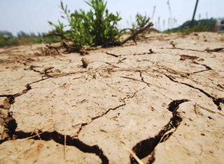 La sécheresse fait pression sur les prix