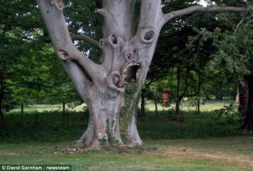 Un arbre doté d'un visage bien inquiétant(1)
