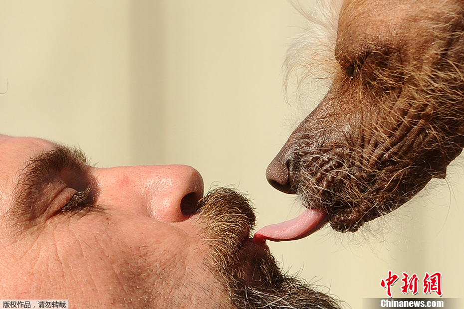 Yoda, le chien le plus moche du monde