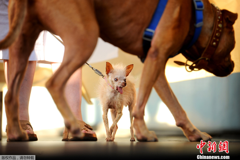 Yoda, le chien le plus moche du monde