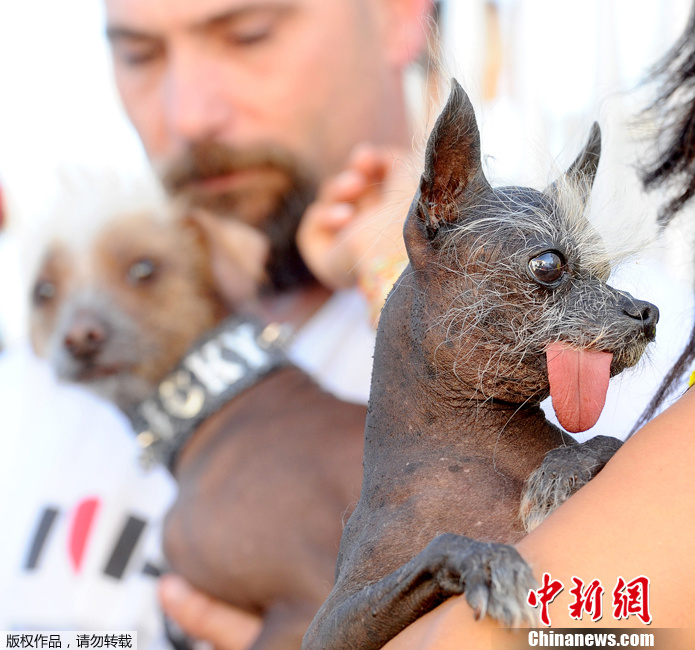 Yoda, le chien le plus moche du monde