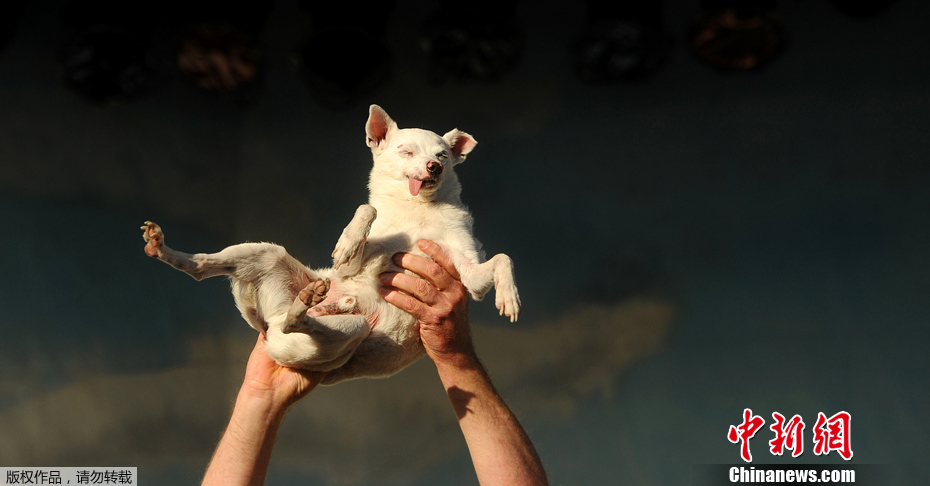 Yoda, le chien le plus moche du monde