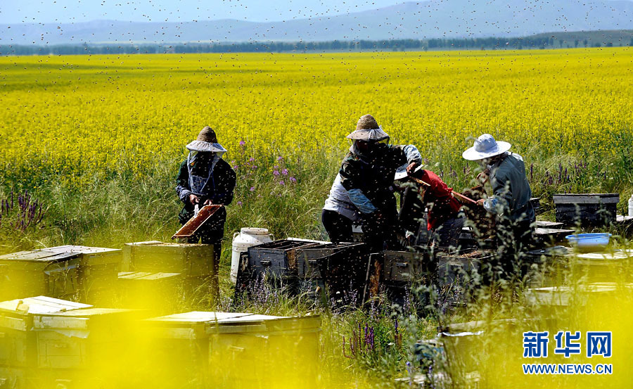 Le 14 juillet dans le district de Zhaosu, des apiculteurs travaillent près des champs de fleurs de colza.