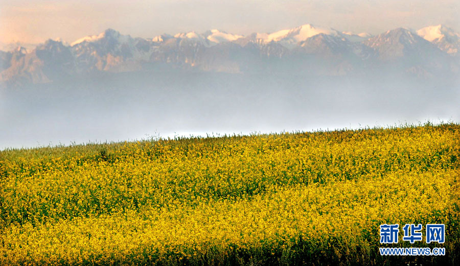 Xinjiang : les champs de fleurs de colza splendides sous la montagne enneigée
