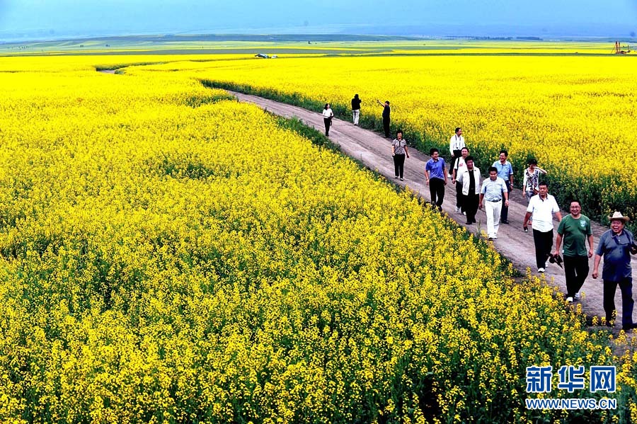 Xinjiang : les champs de fleurs de colza splendides sous la montagne enneigée