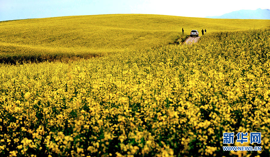 Xinjiang : les champs de fleurs de colza splendides sous la montagne enneigée