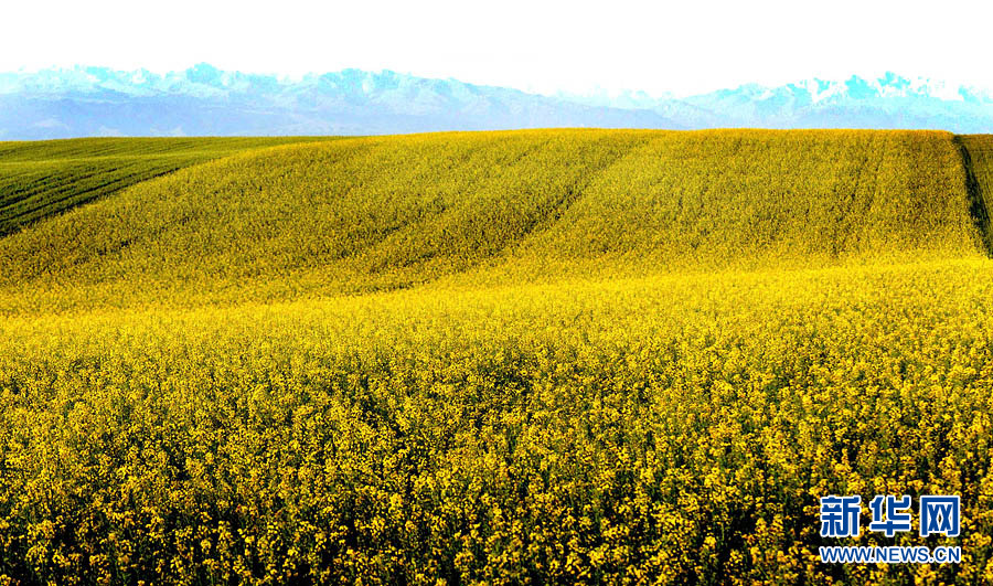 Xinjiang : les champs de fleurs de colza splendides sous la montagne enneigée