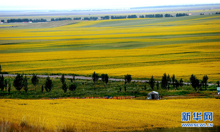 Xinjiang : les champs de fleurs de colza splendides sous la montagne enneigée