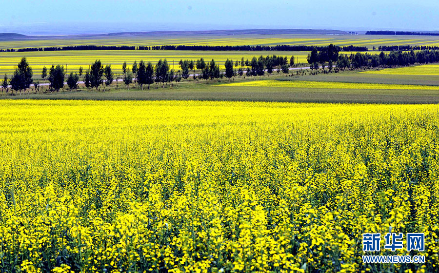 Xinjiang : les champs de fleurs de colza splendides sous la montagne enneigée