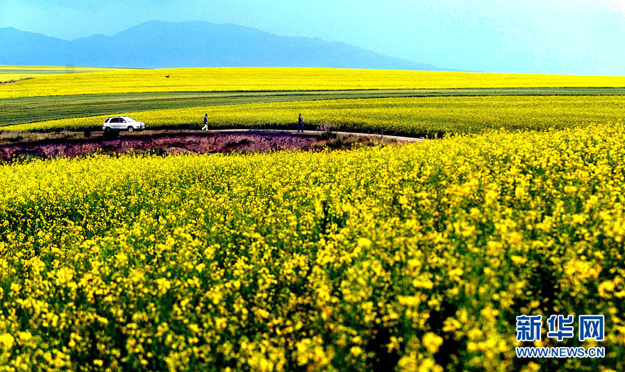 Xinjiang : les champs de fleurs de colza splendides sous la montagne enneigée