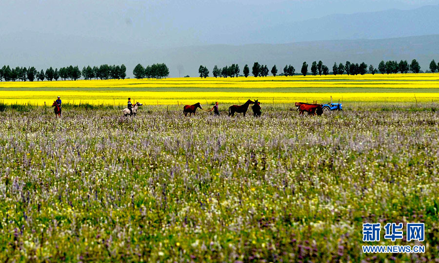 Xinjiang : les champs de fleurs de colza splendides sous la montagne enneigée