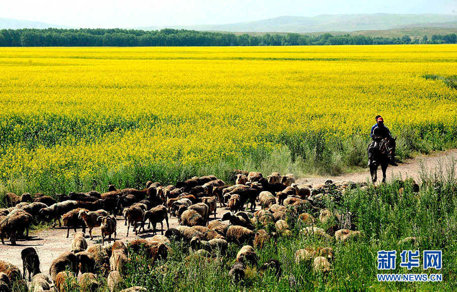 Xinjiang : les champs de fleurs de colza splendides sous la montagne enneigée