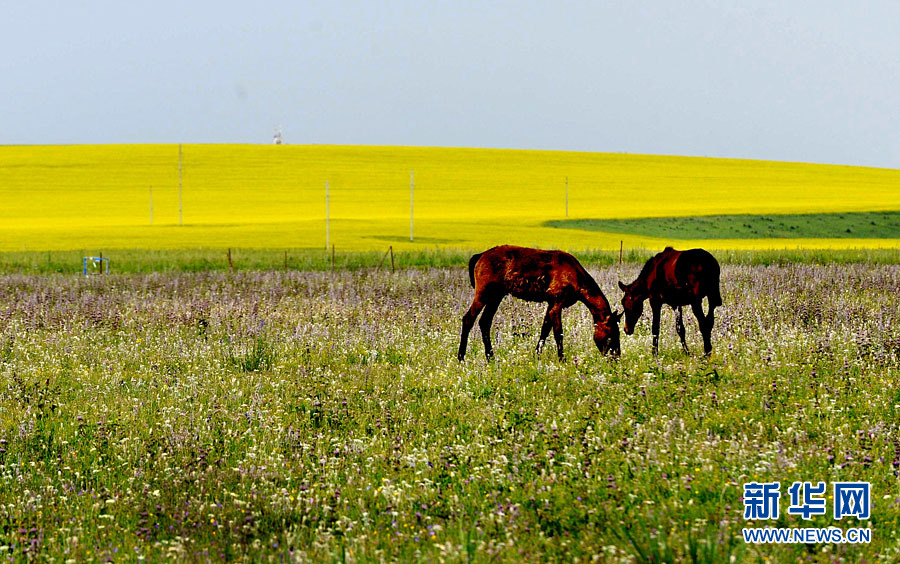 Xinjiang : les champs de fleurs de colza splendides sous la montagne enneigée