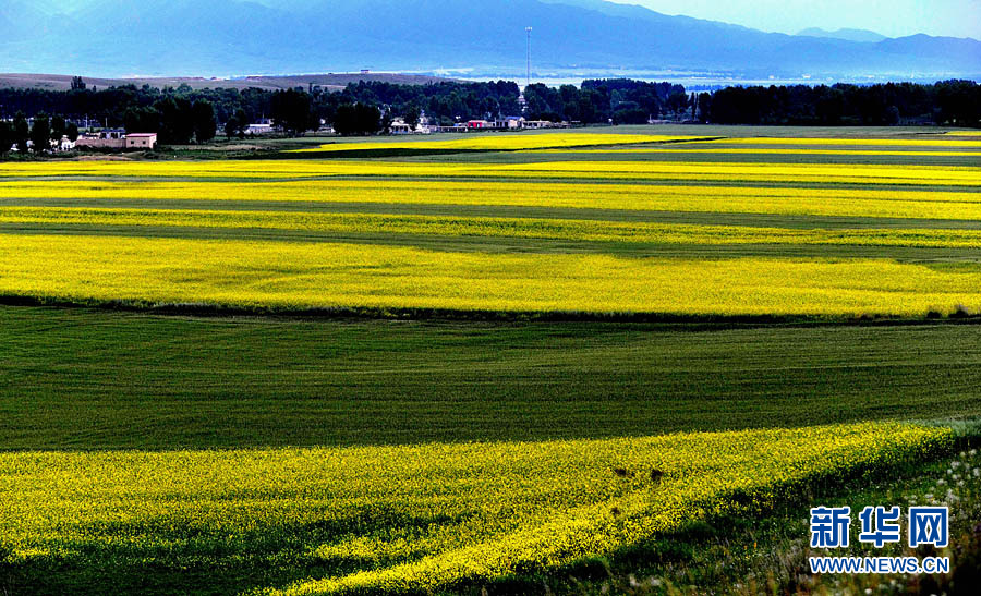 Xinjiang : les champs de fleurs de colza splendides sous la montagne enneigée