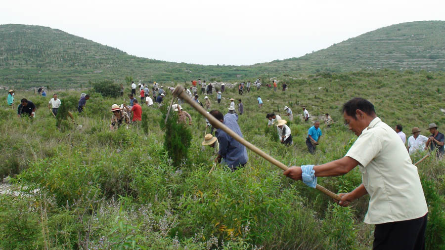 Zibo : le district de Boshan profite de la saison des pluies pour reboiser