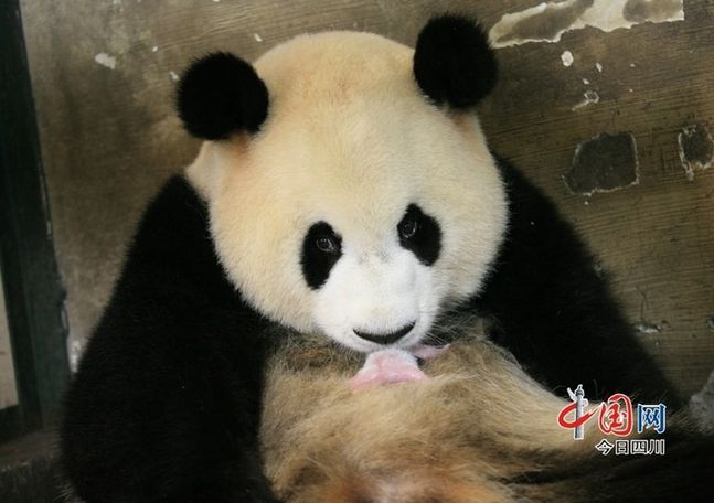 Acheter un objet panda